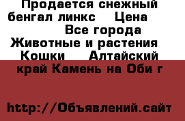 Продается снежный бенгал(линкс) › Цена ­ 25 000 - Все города Животные и растения » Кошки   . Алтайский край,Камень-на-Оби г.